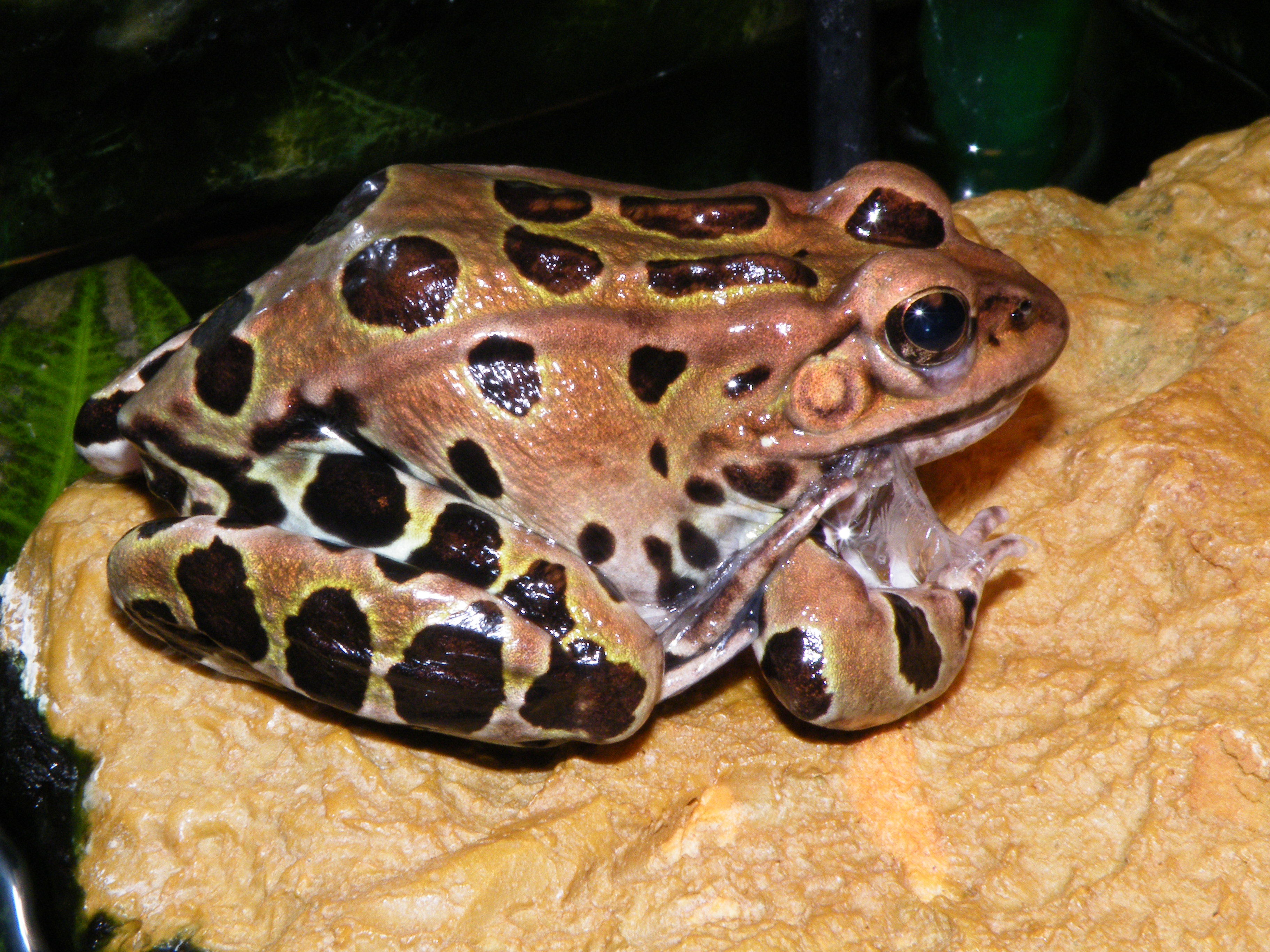 A northern leopard frog with a spotted pattern that helps it blend in