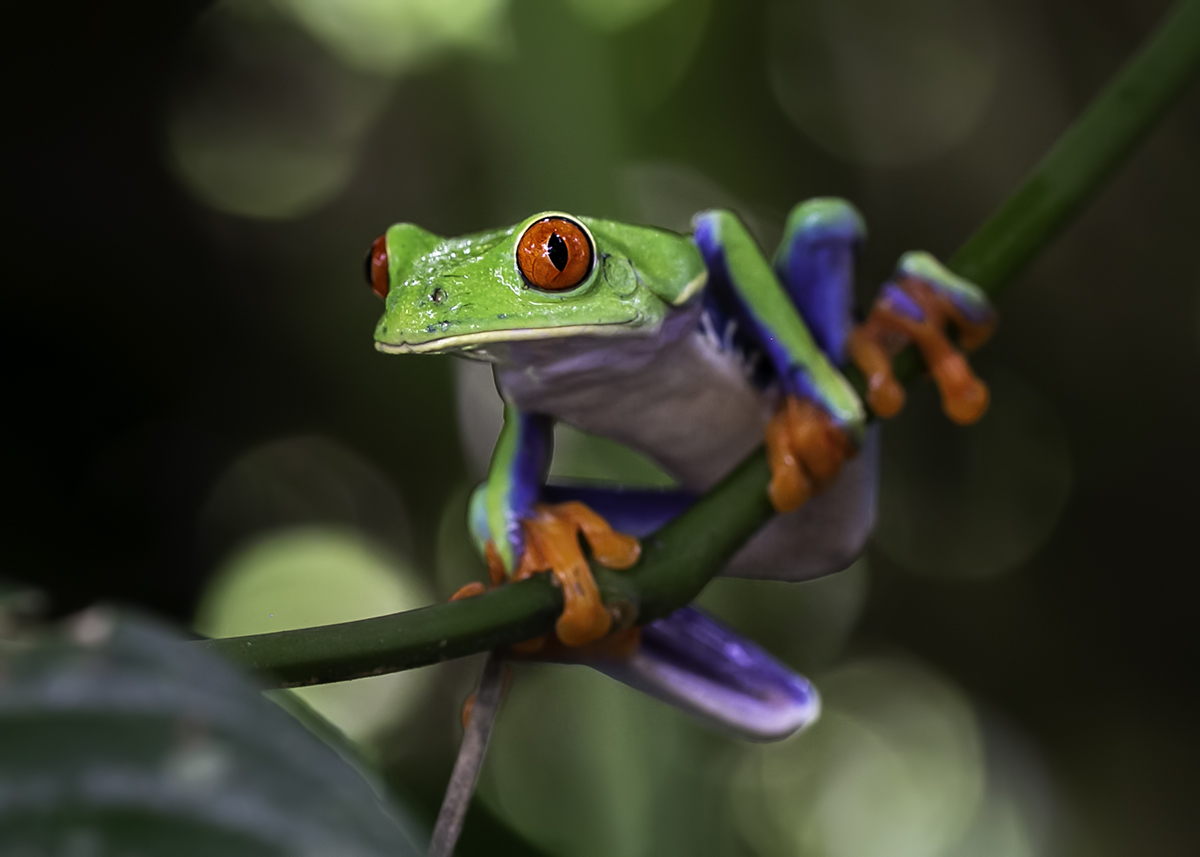 A red-eyed leaf frog resting on a bright green leaf.