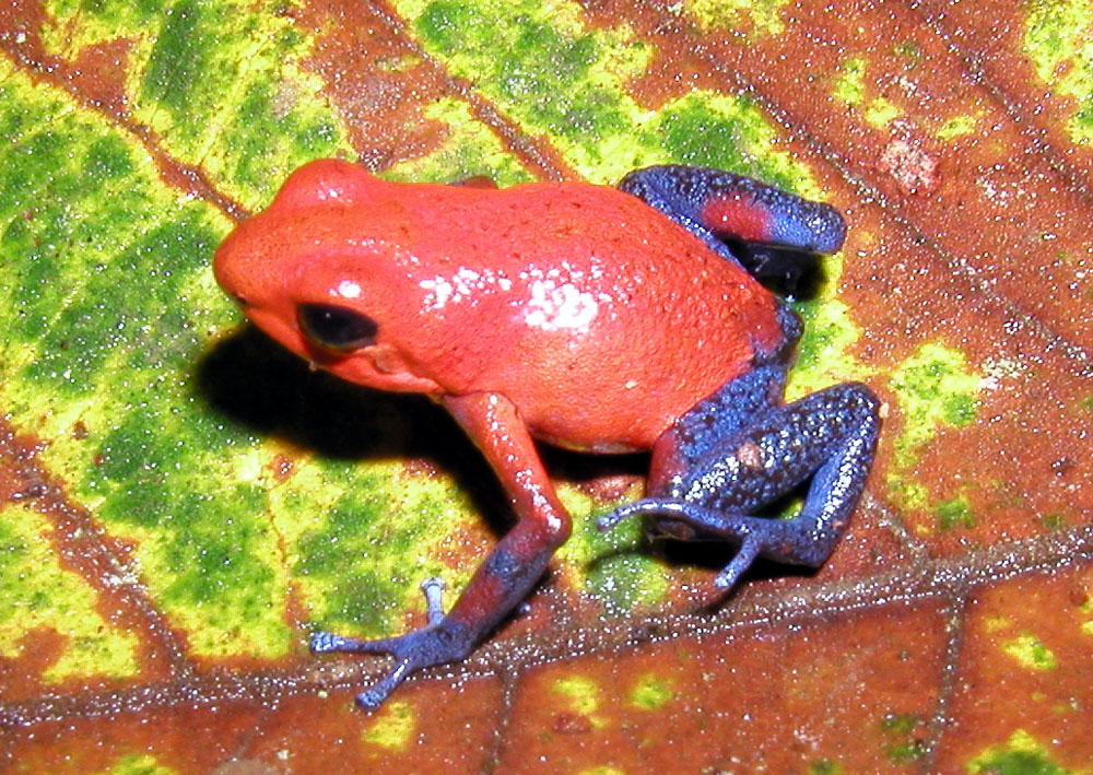 A bright red strawberry poison dart frog on the forest floor