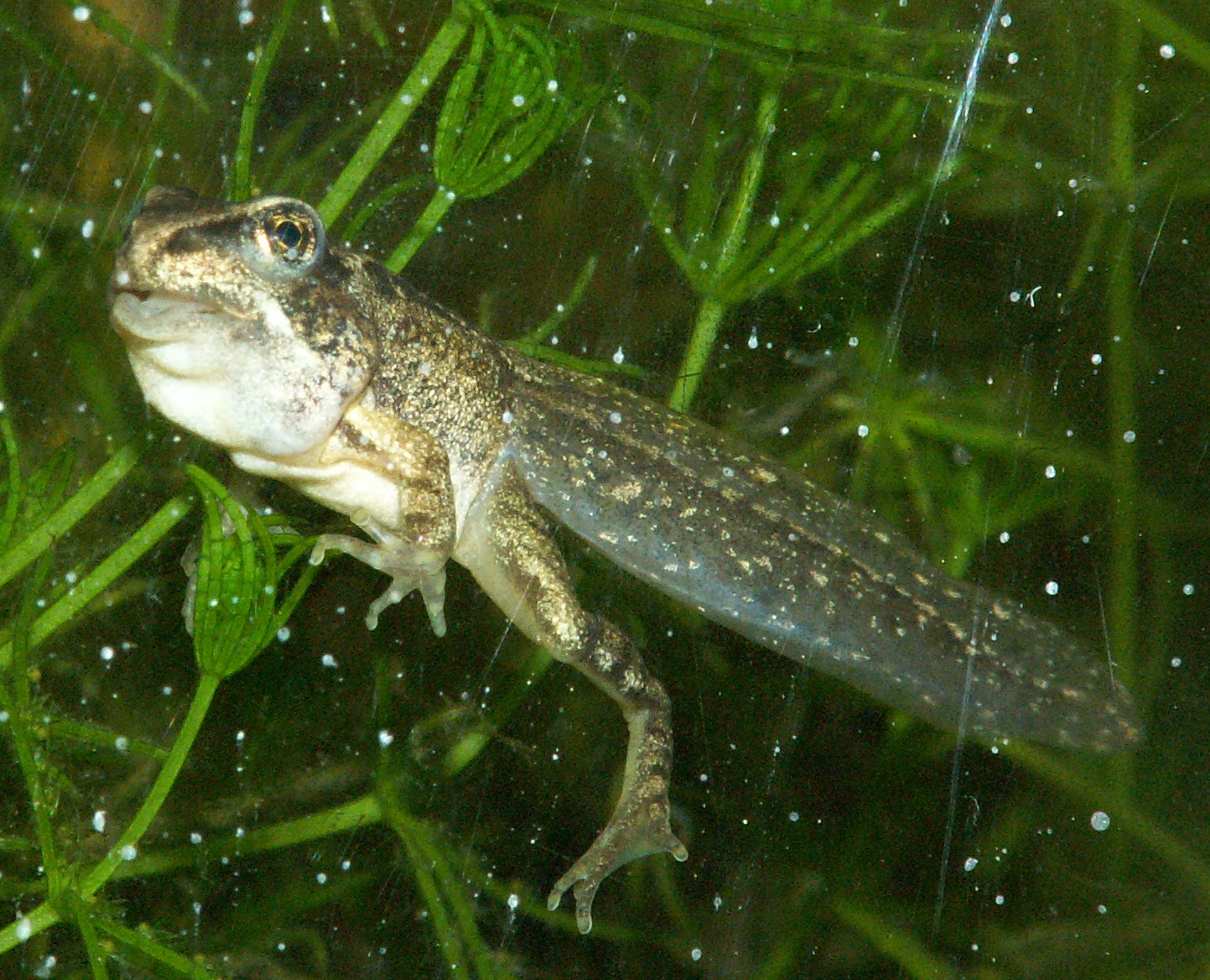 A tadpole with legs growing and its tail shrinking during metamorphosis