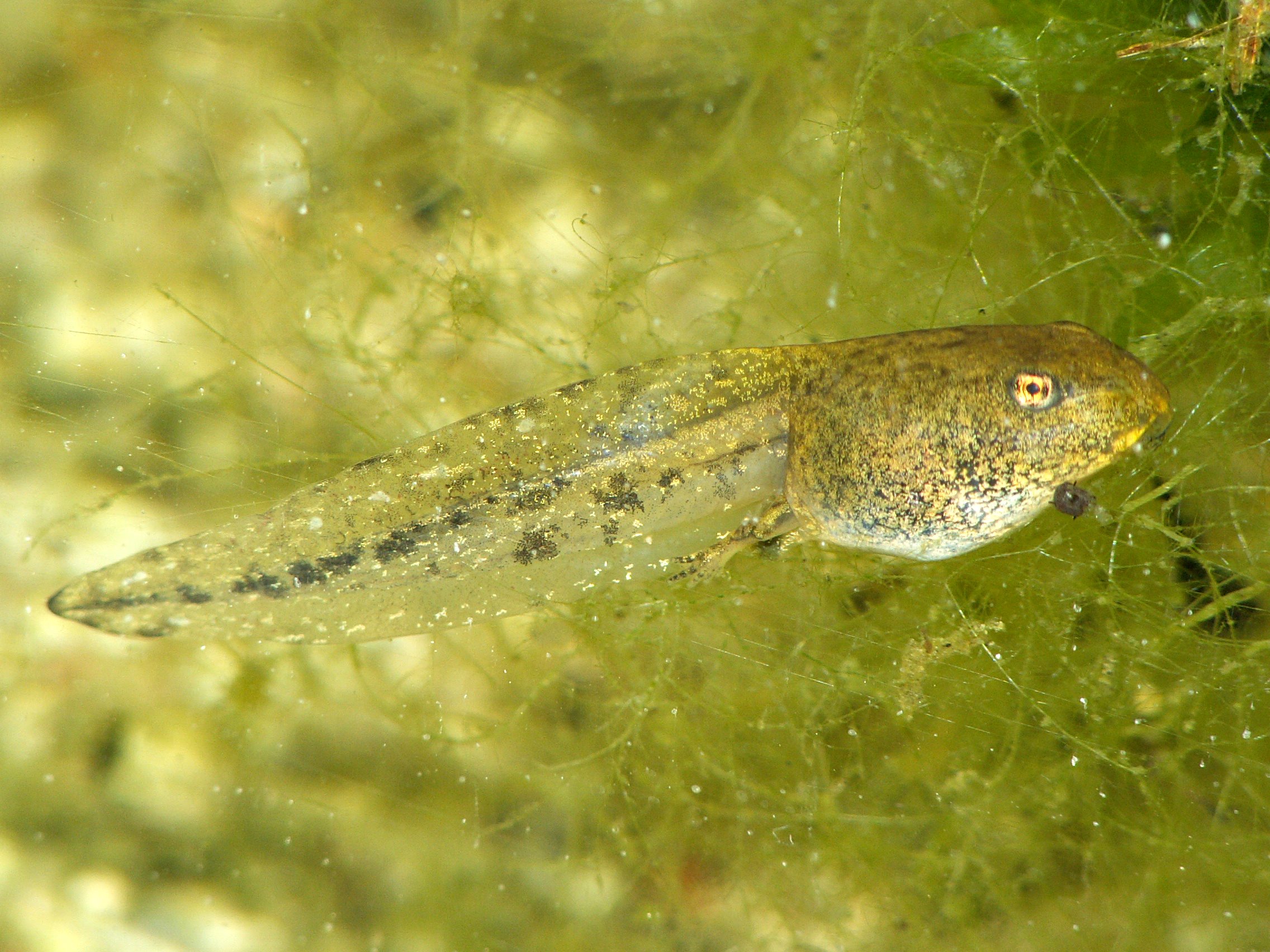 A common frog tadpole in the water just before metamorphosis.