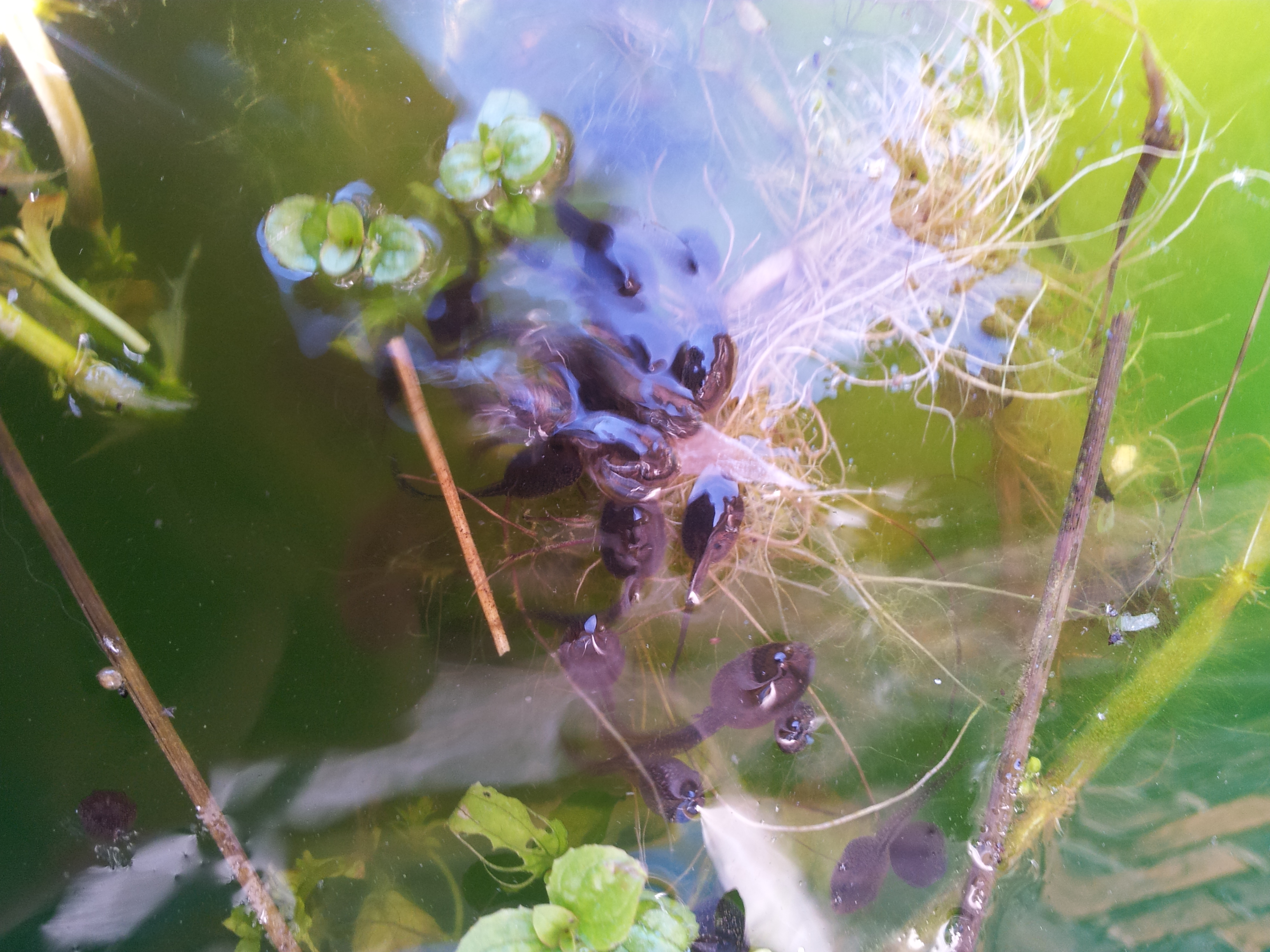 Tadpoles eating together in shallow water