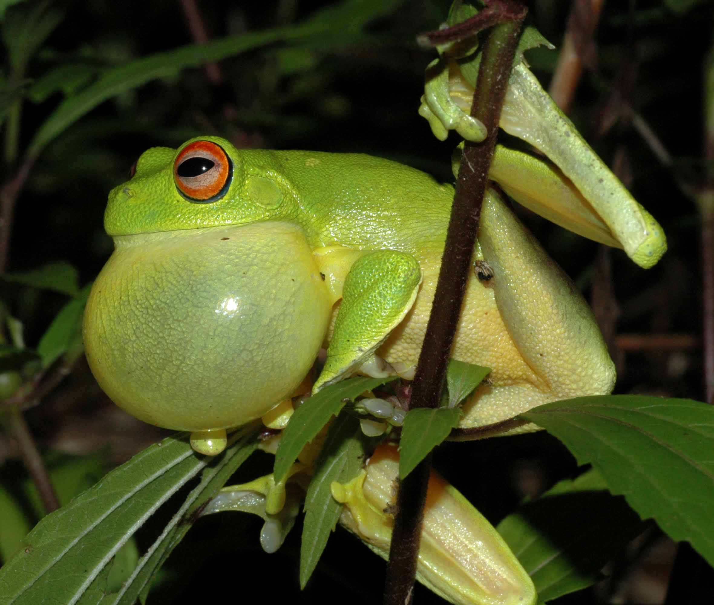 A green tree frog with its vocal sac inflated, calling loudly