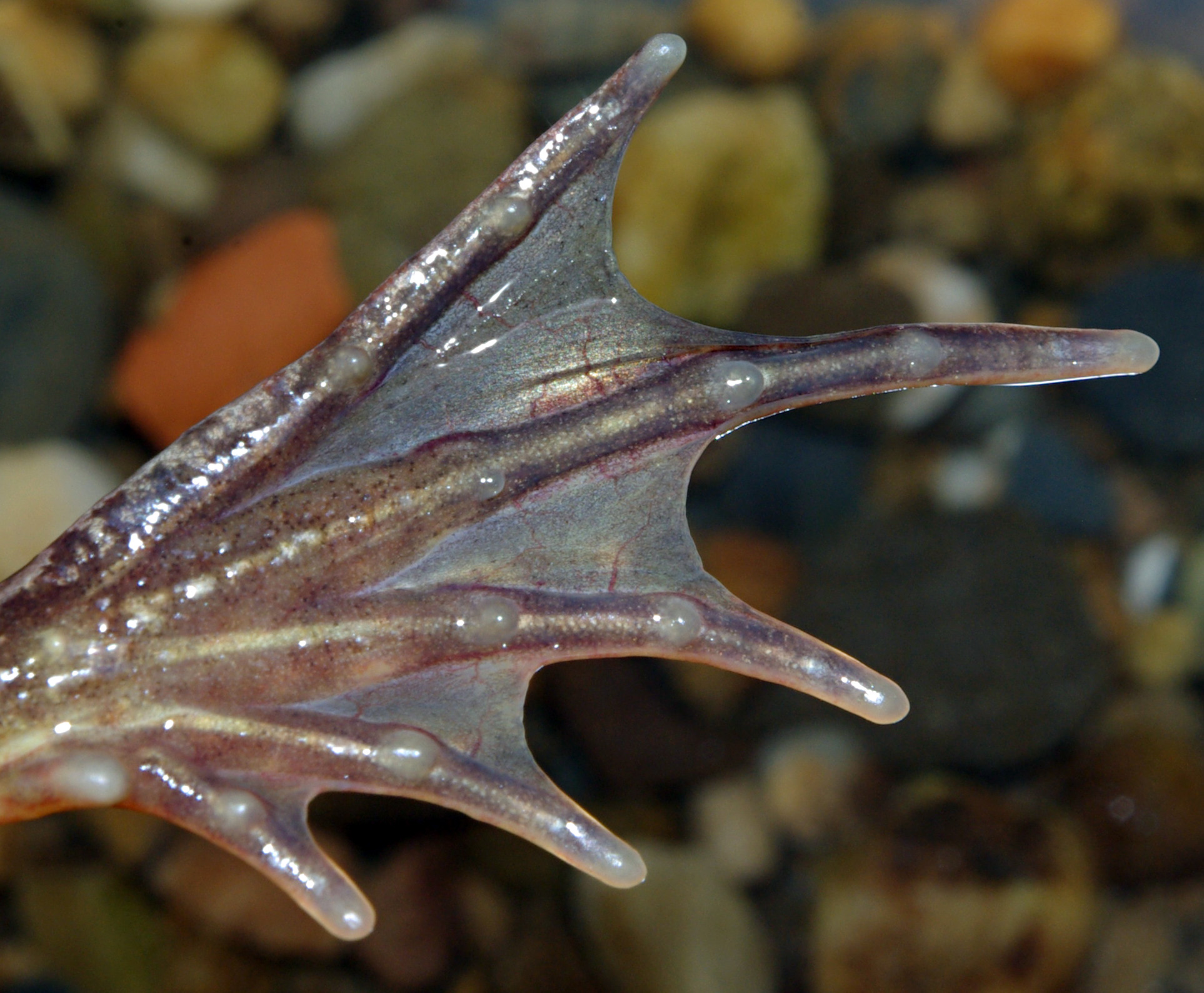 Close-up of a frog's webbed foot showing skin between its toes