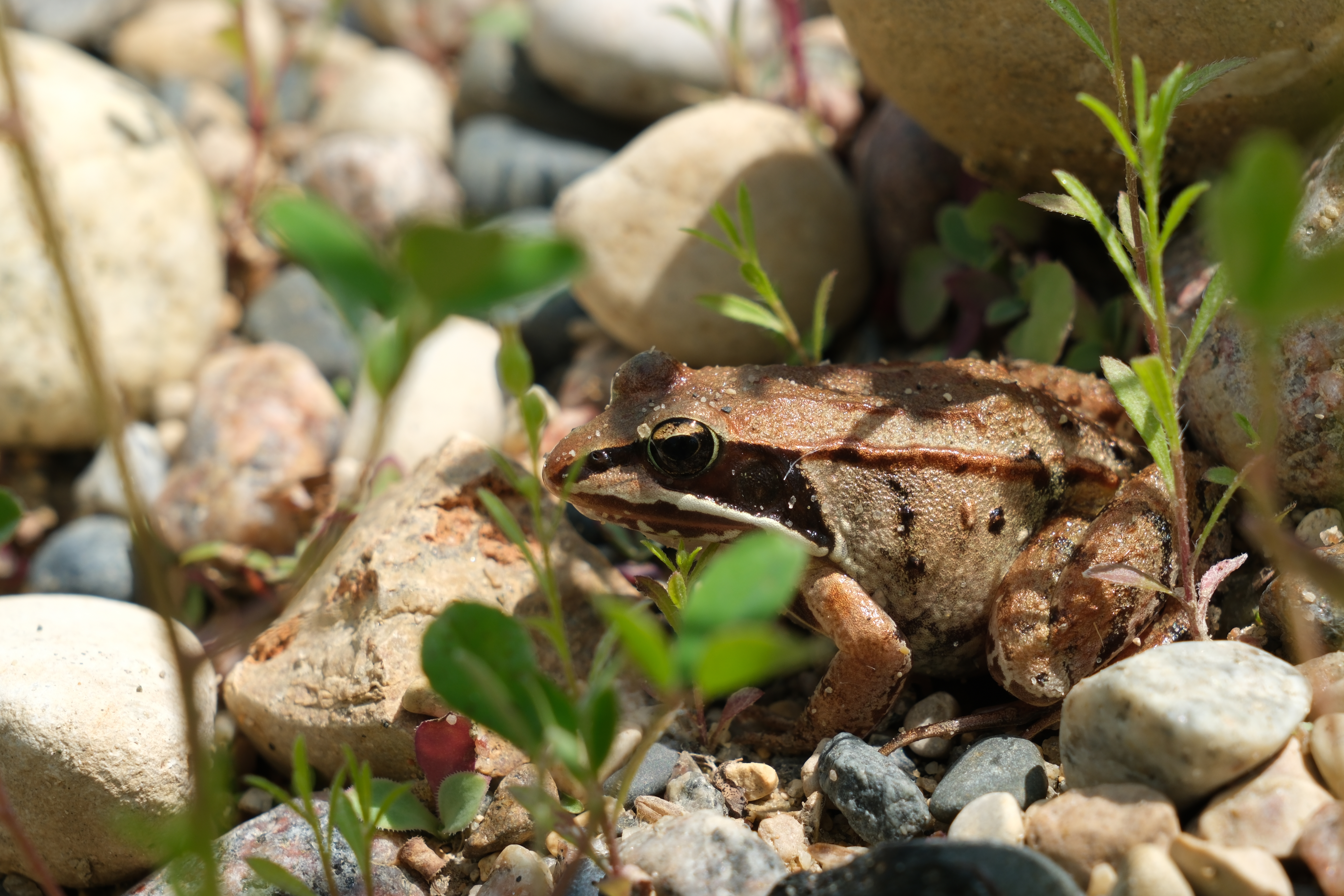 A wood frog sitting on leaf litter on the forest floor