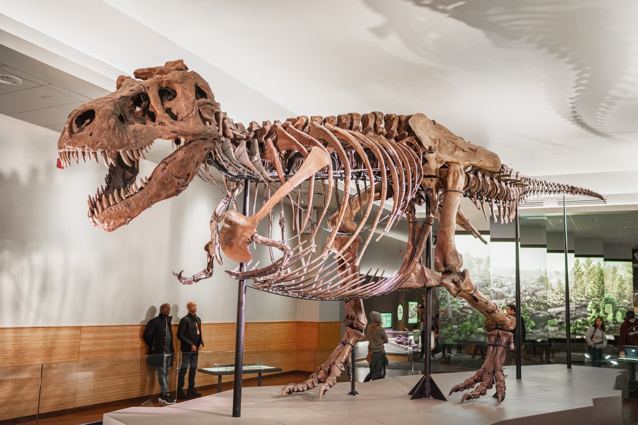 Sue the T. rex skeleton on display at the Field Museum in Chicago, with visitors standing nearby for scale