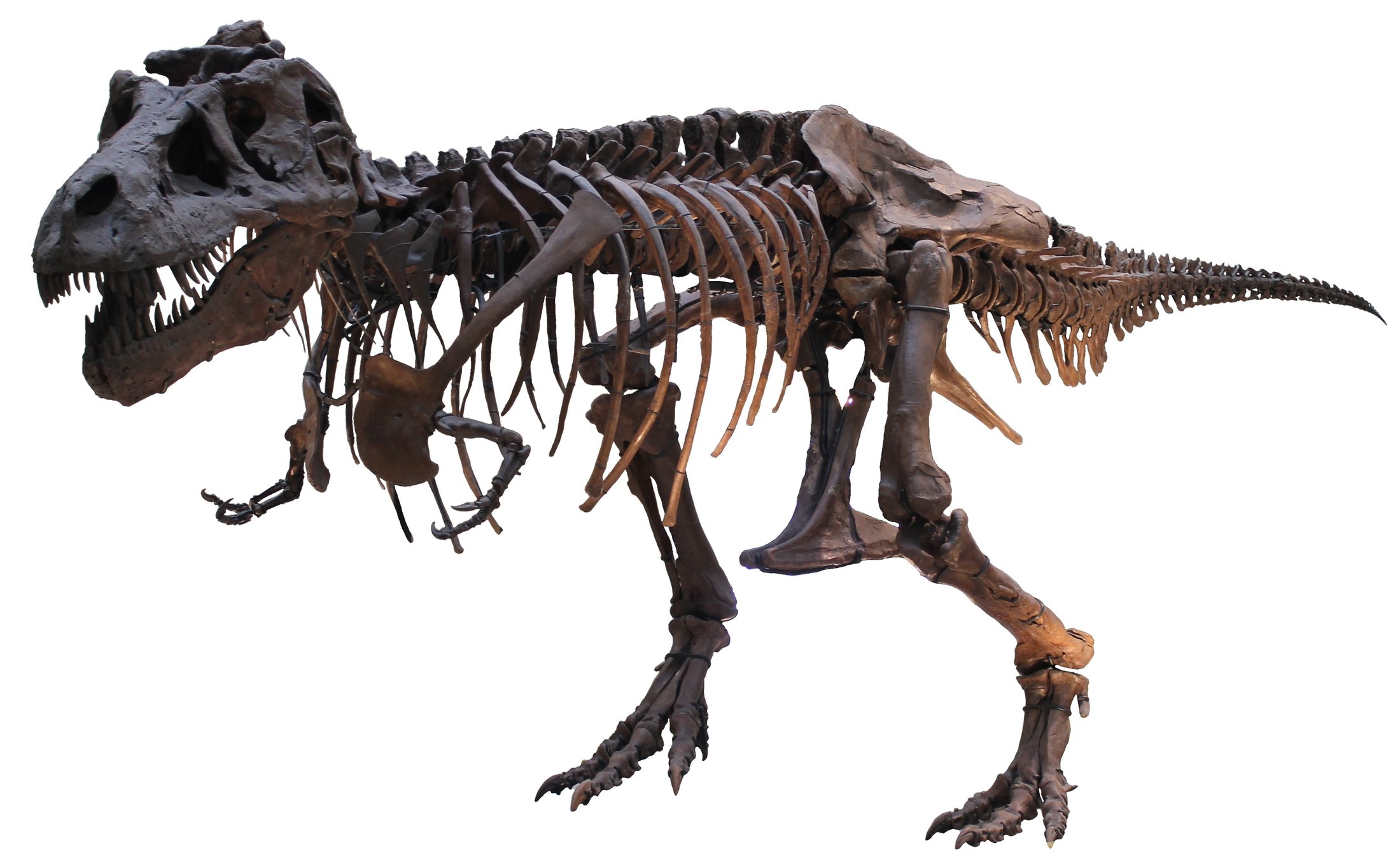 Complete Sue the T. rex skeleton photographed against a white background, showing every bone from head to tail