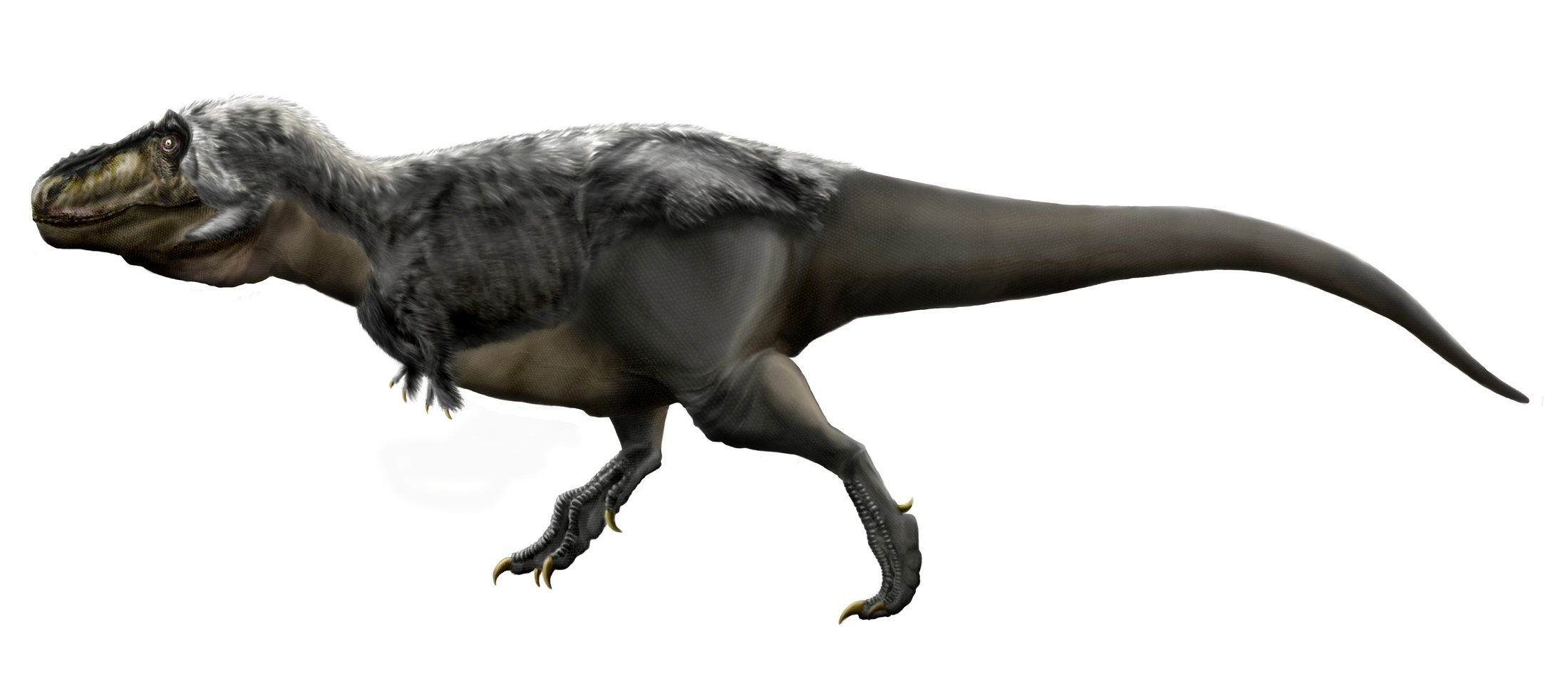 Life restoration illustration of T. rex in side view, showing its full body, feathered details, and powerful legs