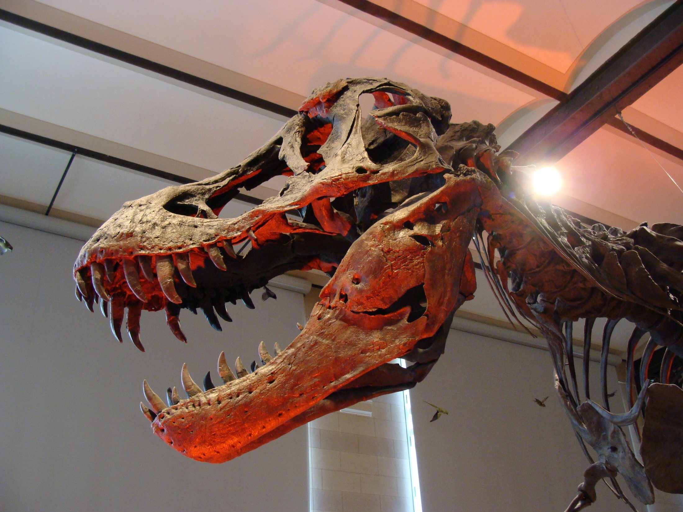 T. rex skull cast seen from a low angle, showing the powerful jaw and eye sockets that gave it great vision