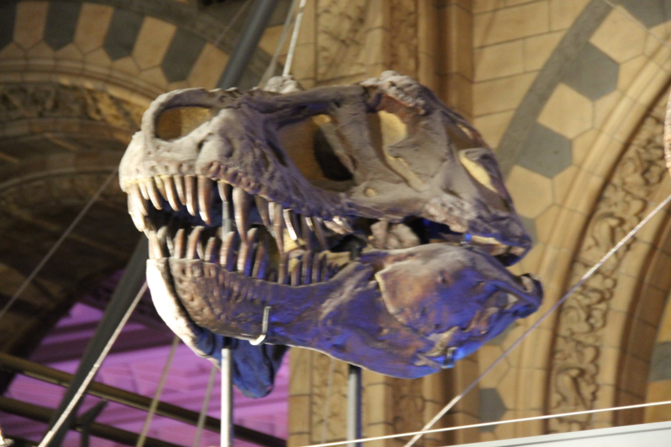 T. rex skull on display at a museum, showing rows of large sharp teeth and powerful jaws