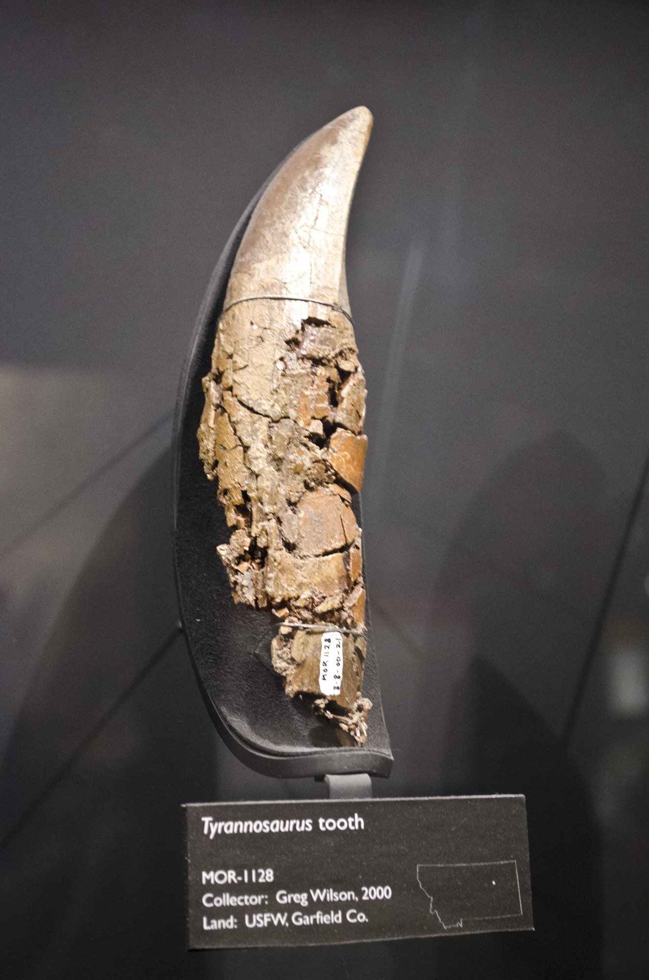 A single large T. rex tooth fossil, dark brown and pointed, on display at a museum