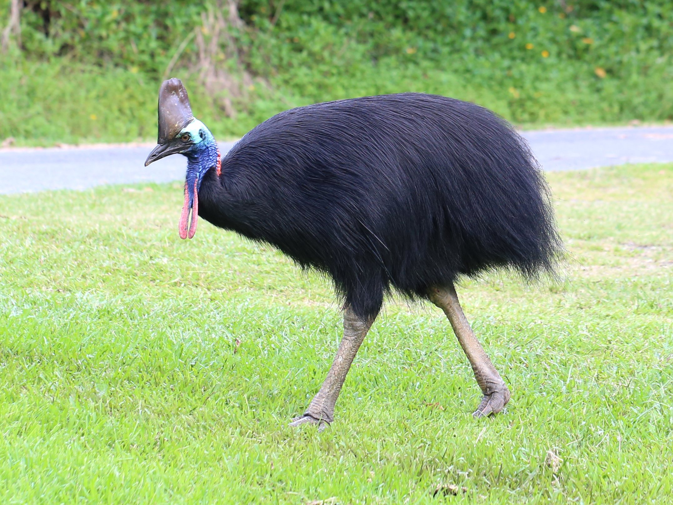 A cassowary, a modern bird that cannot fly and looks remarkably like a dinosaur, walking on the ground