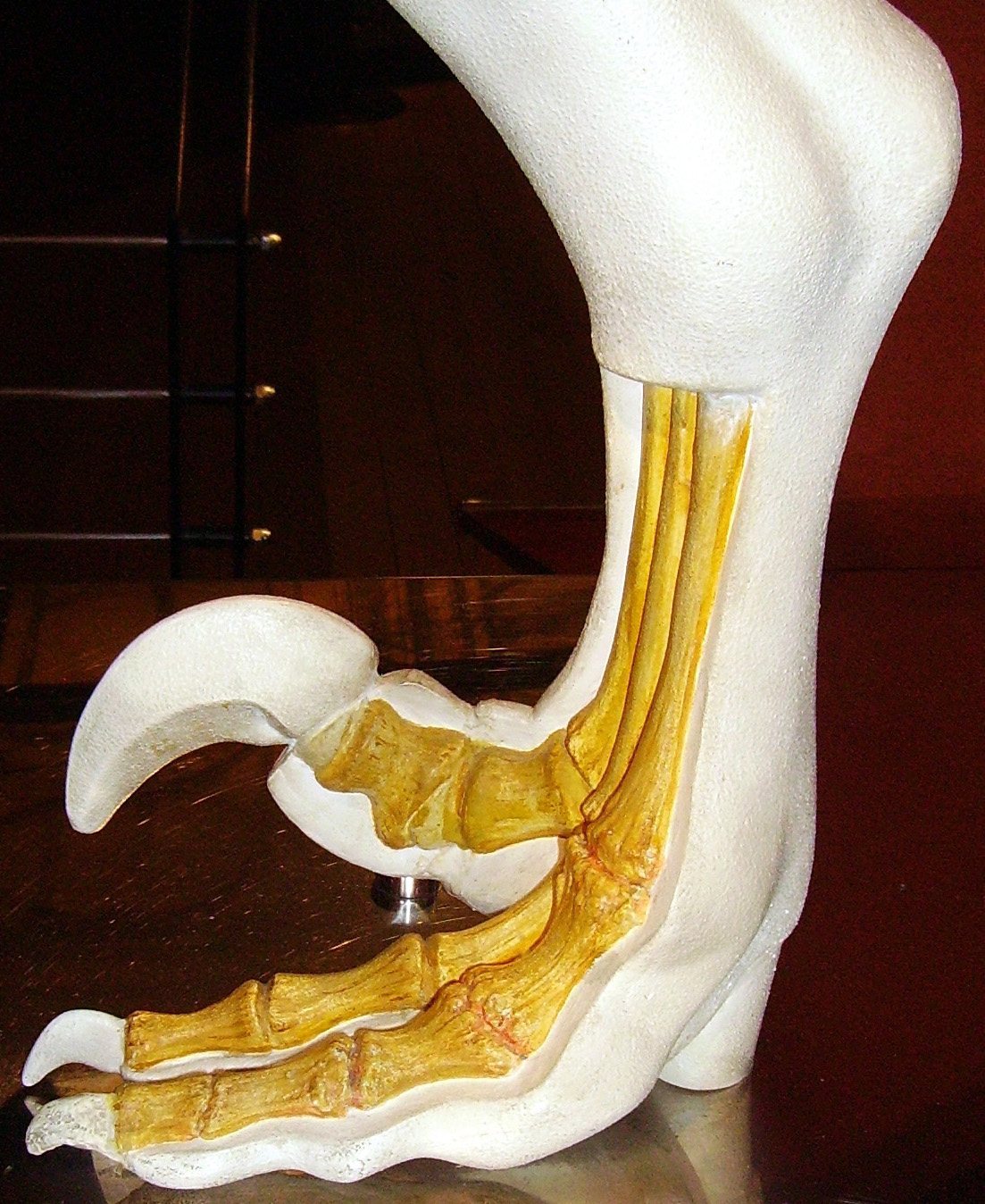 Model of a dromaeosaurid foot showing the raised sickle claw on the second toe