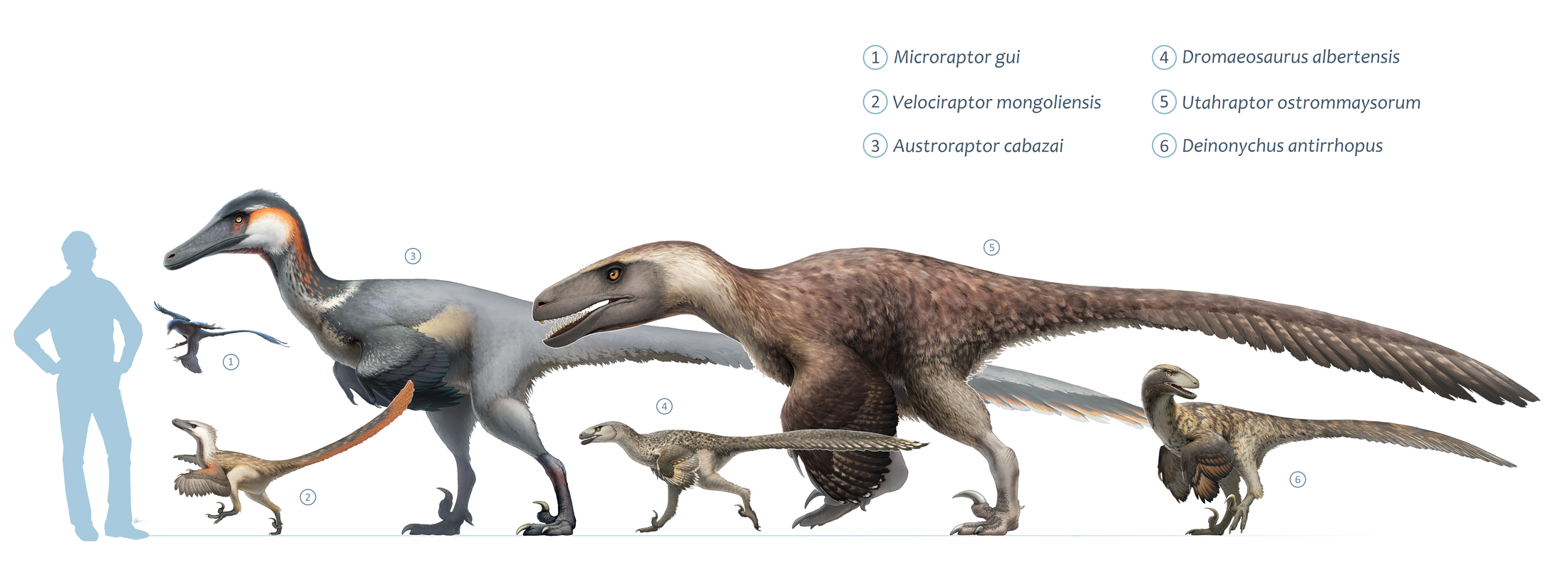 Size chart comparing dromaeosaurid dinosaurs from tiny Microraptor to enormous Utahraptor, with a human for scale