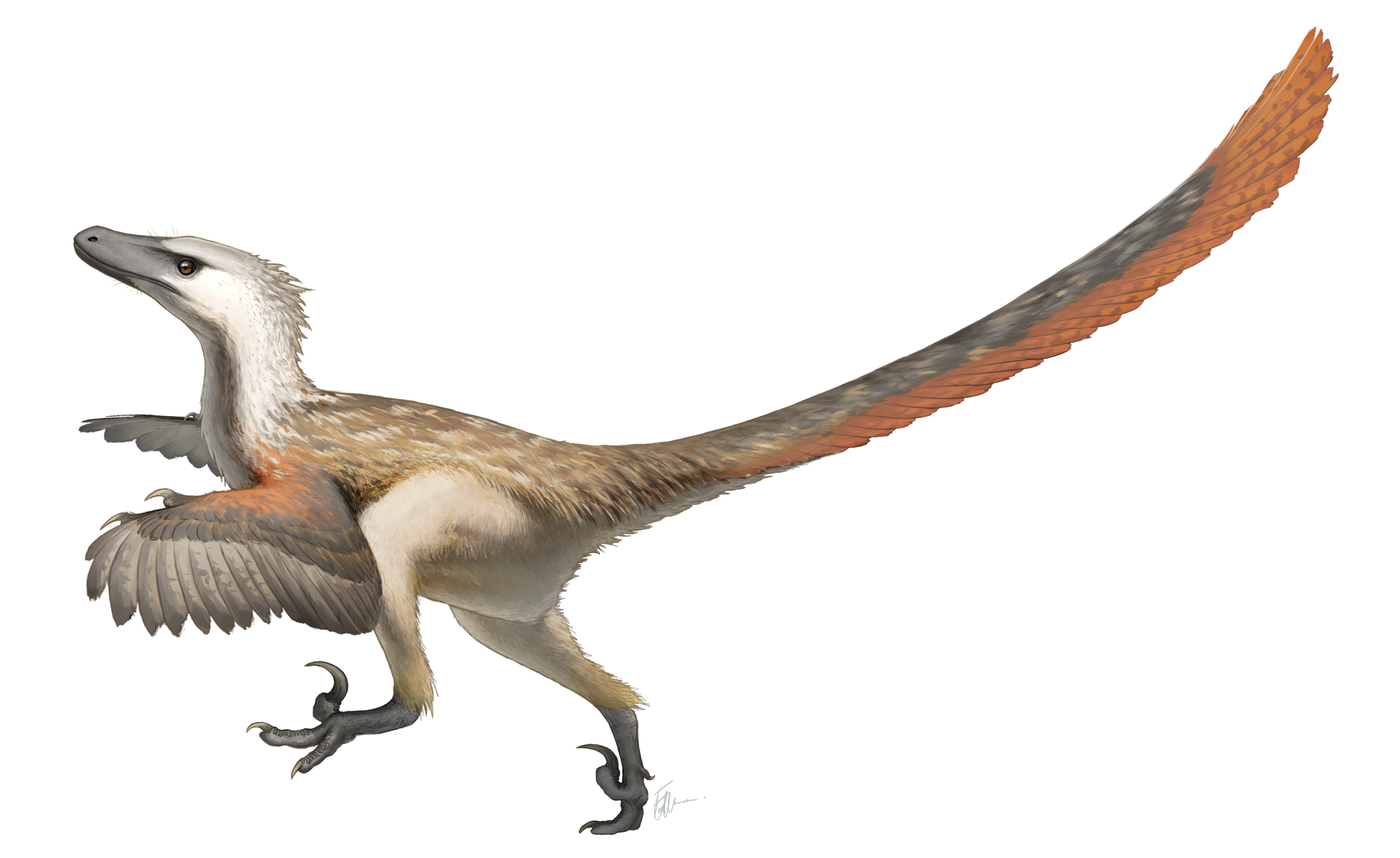 Colorful illustration of a feathered Velociraptor standing in a natural pose