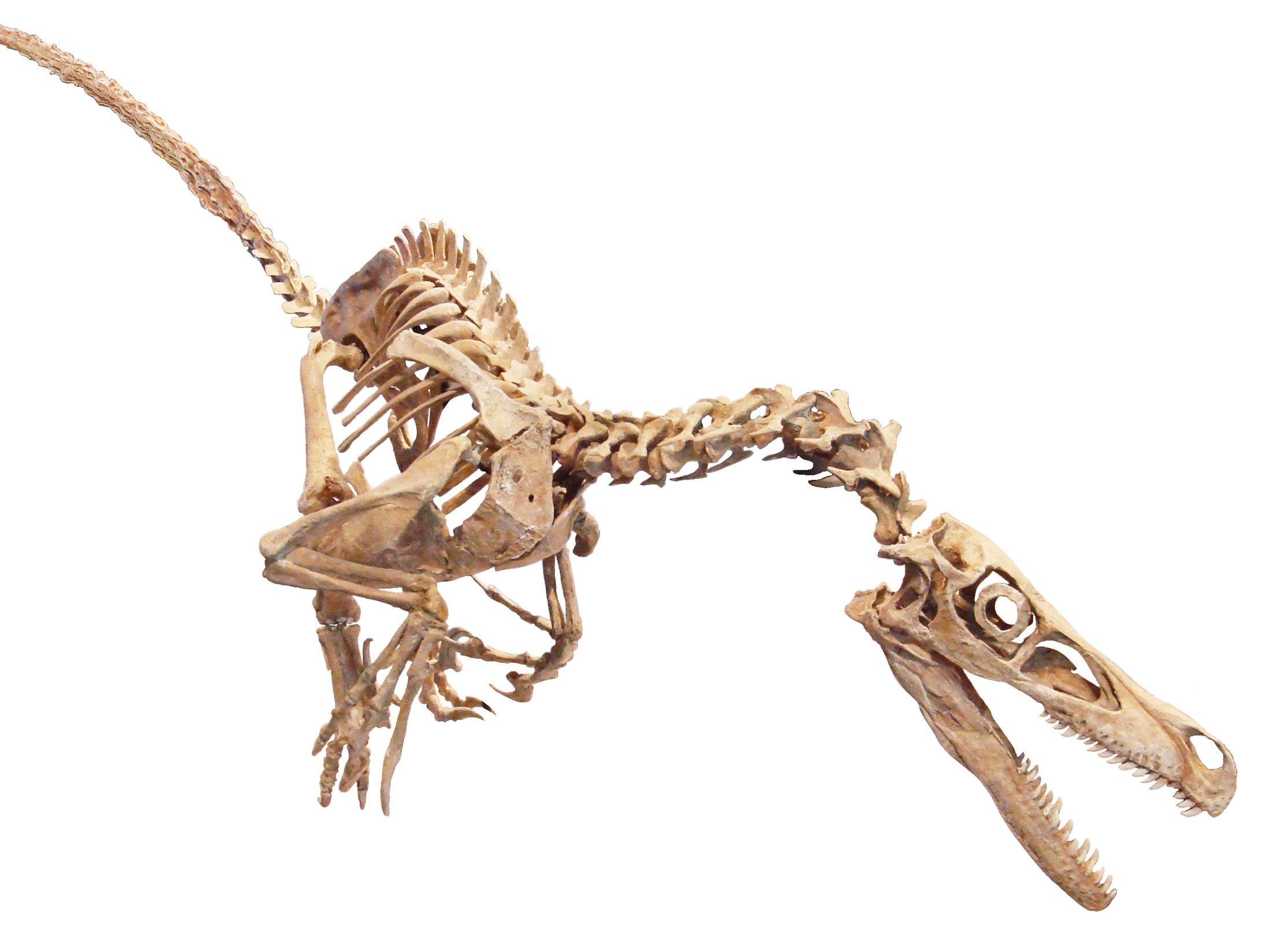 Complete Velociraptor skeleton showing its long legs and stiff tail built for speed